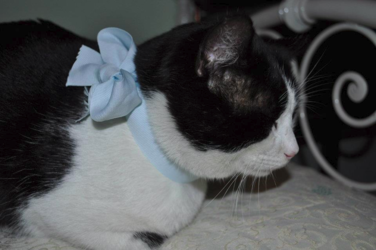 Il mio gatto